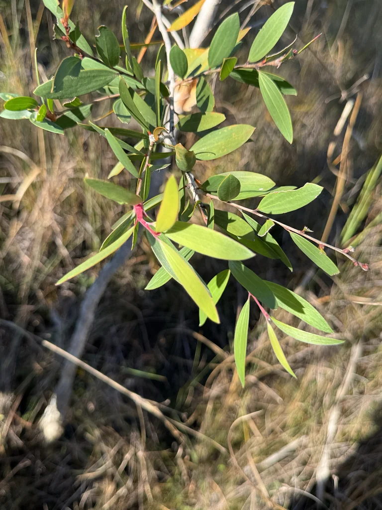 Melaleuca Quinquenervia