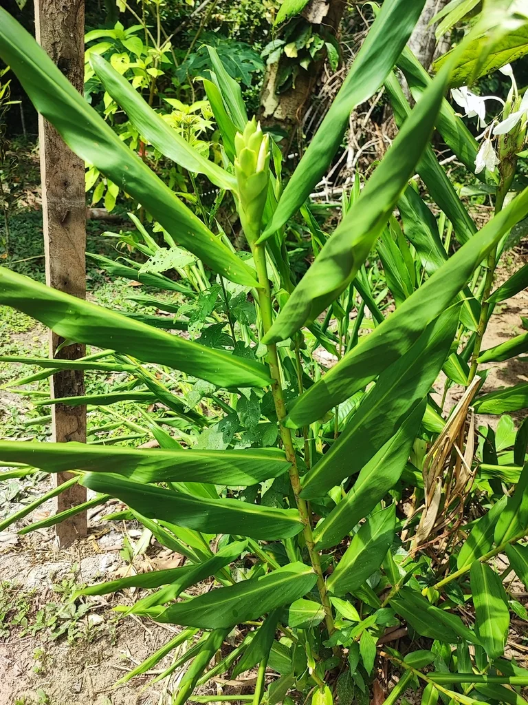 Hedychium Coronarium