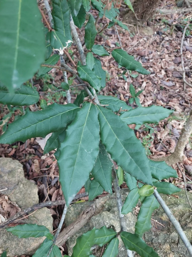 Elaeagnus Pungens