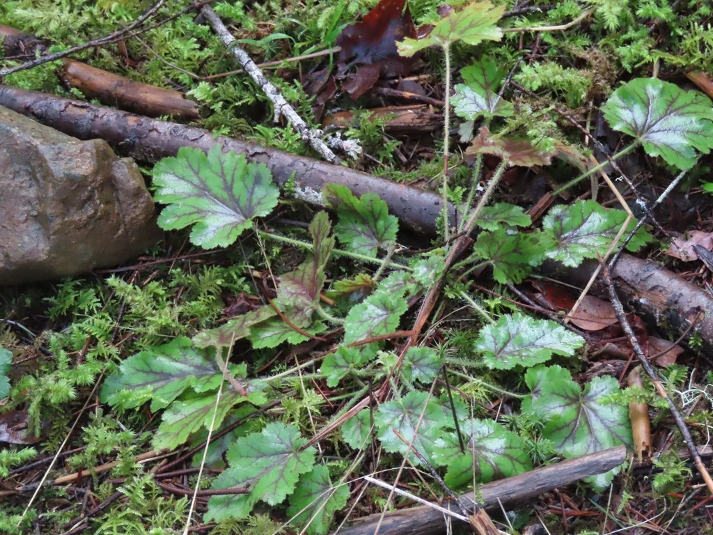 Heuchera Micrantha