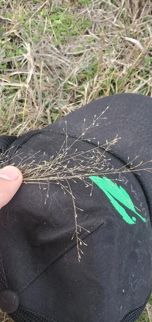 Eragrostis Intermedia