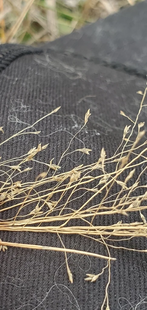 Eragrostis Intermedia