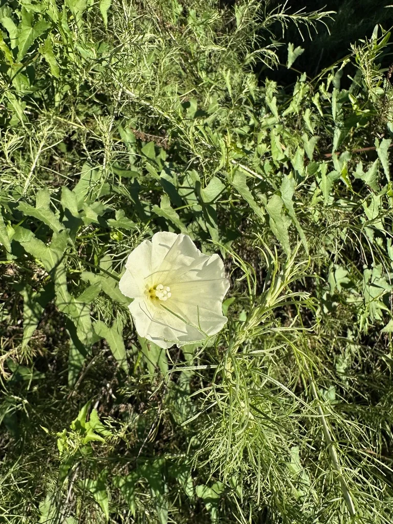 Calystegia Macrostegia