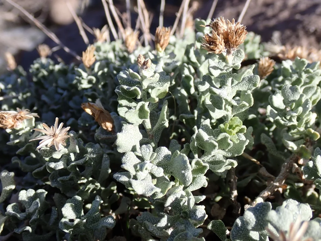 Ericameria Cuneata