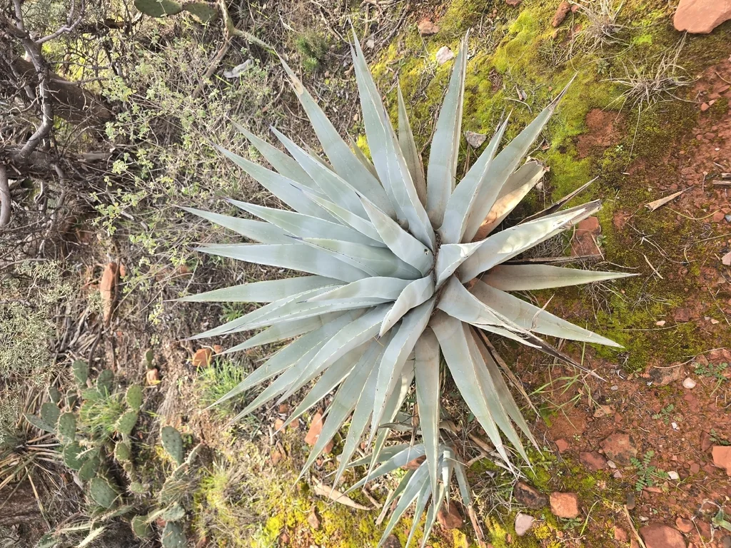 Agave Parryi