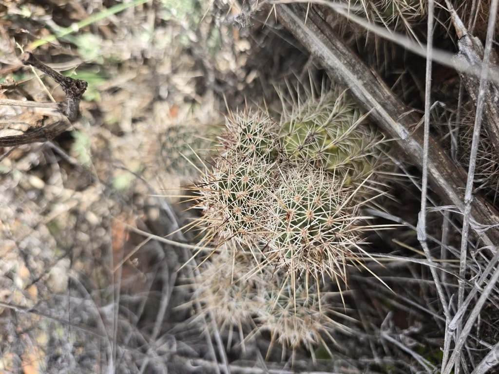 Echinocereus Fasciculatus