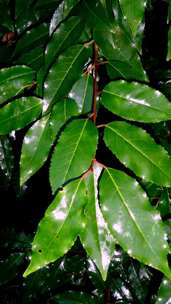Prunus Lusitanica