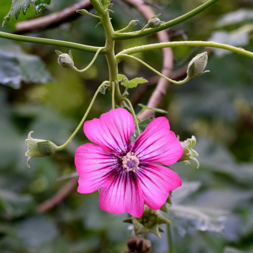Lavatera Assurgentiflora