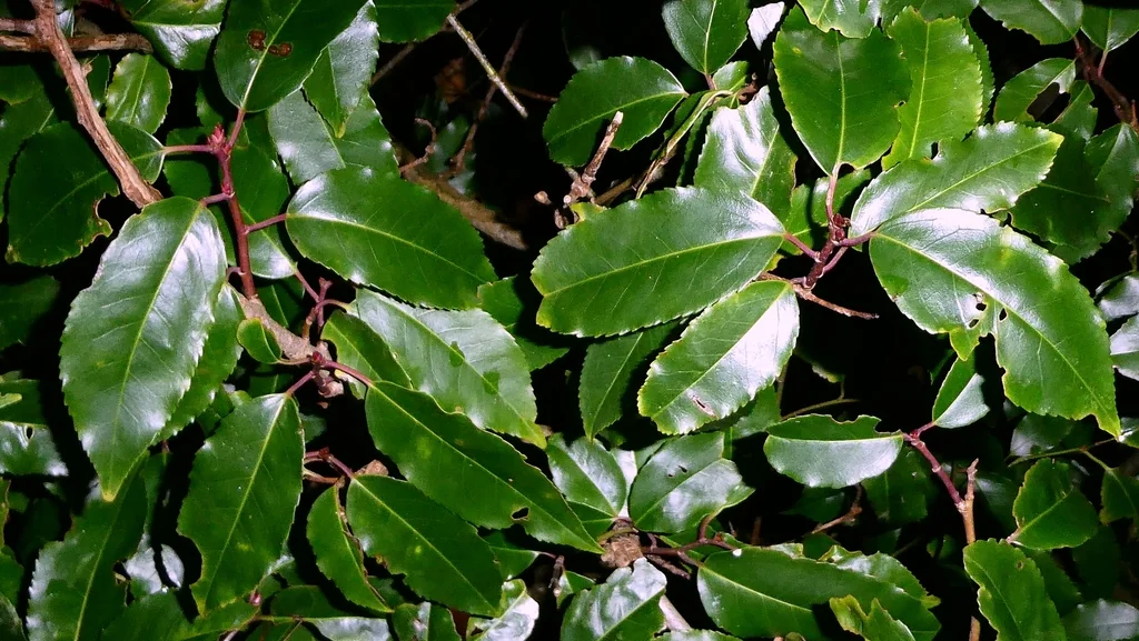 Prunus Lusitanica
