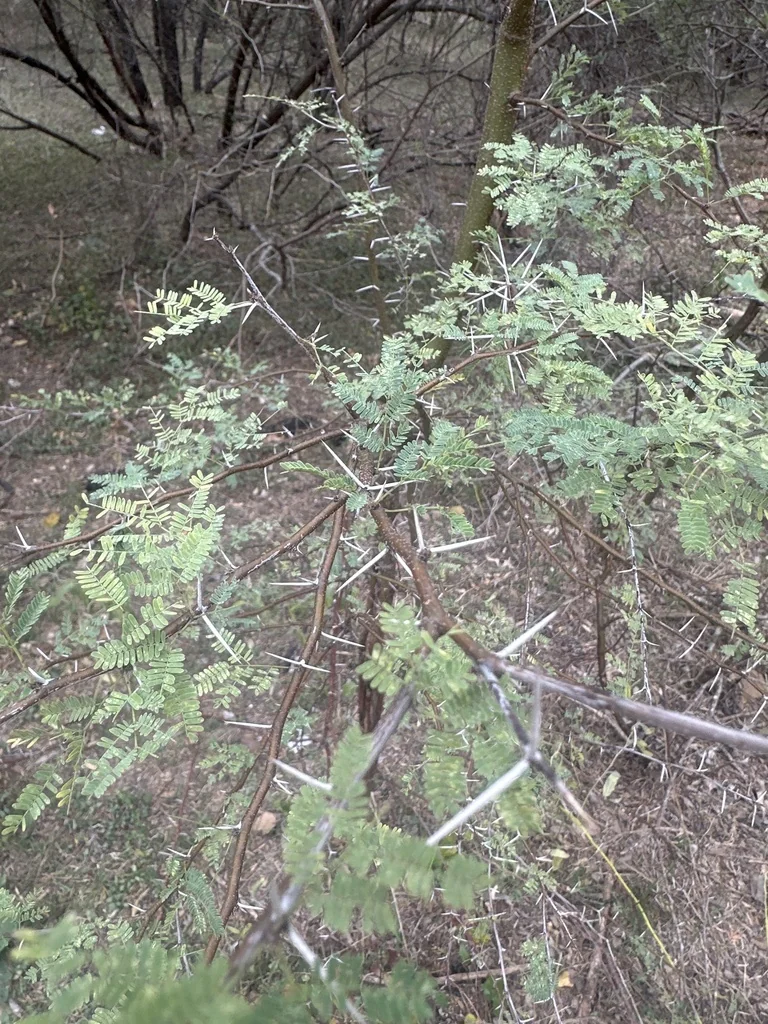 Acacia Farnesiana