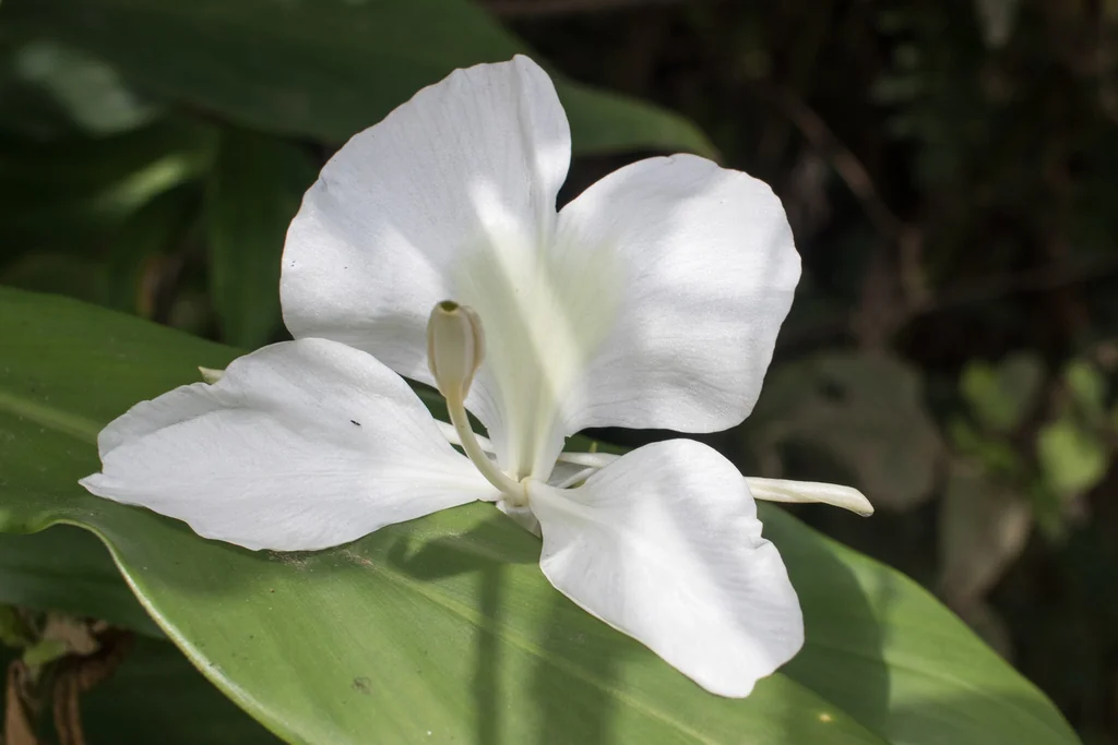 Hedychium Coronarium