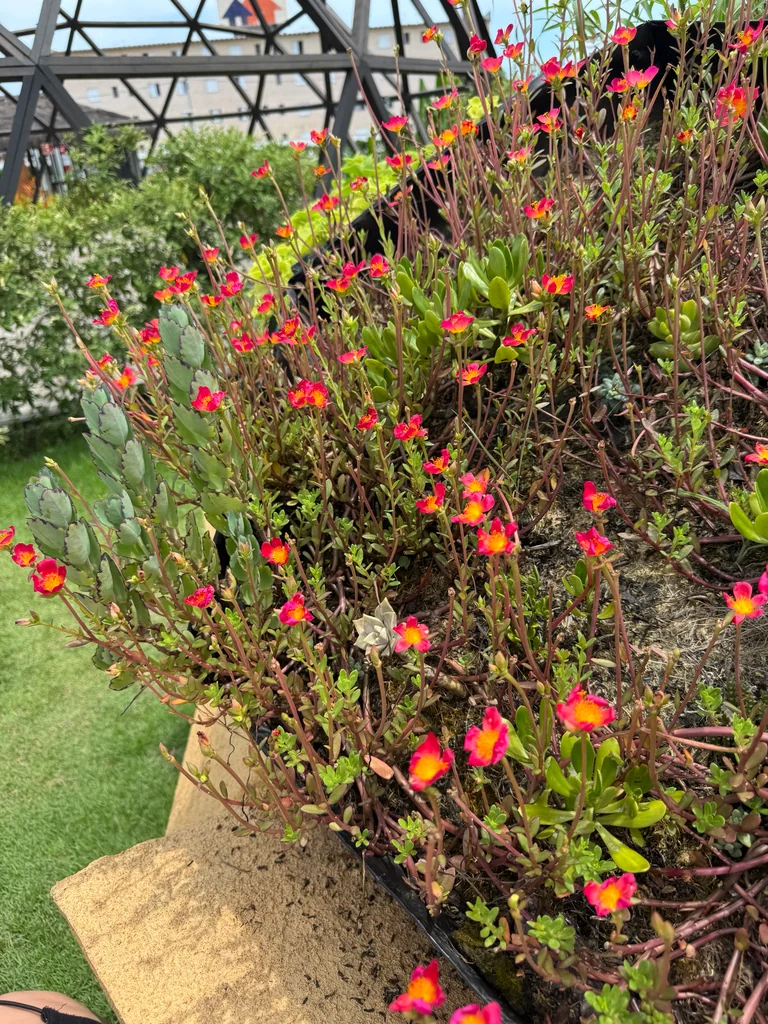 Portulaca umbraticola
