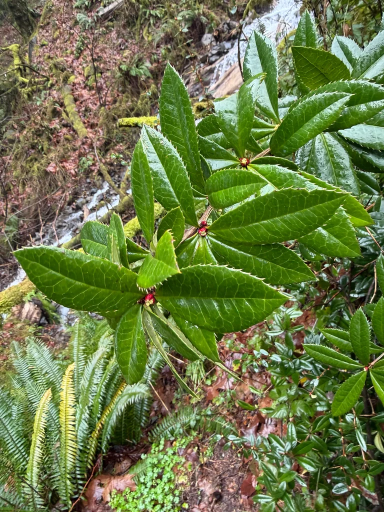 Berberis Julianae