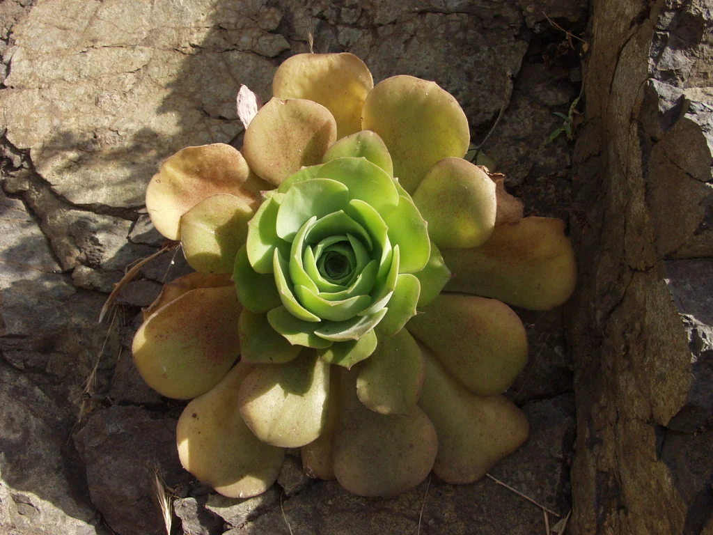 Aeonium Canariense