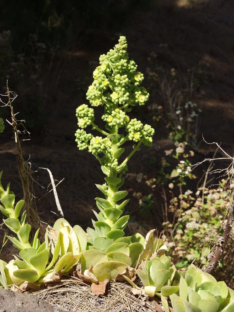 Aeonium Canariense