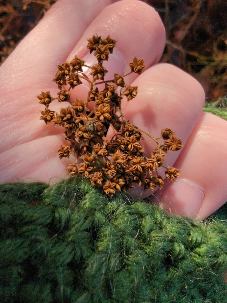Spiraea japonica
