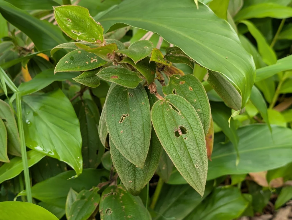 Tibouchina Urvilleana