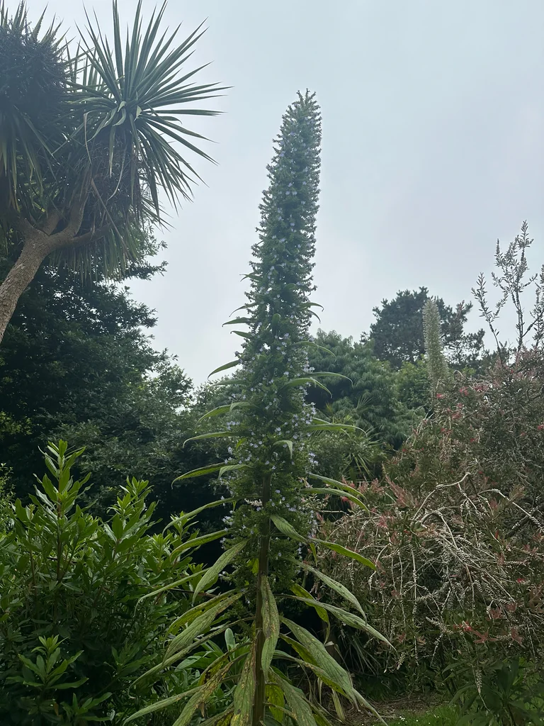 Echium Pininana