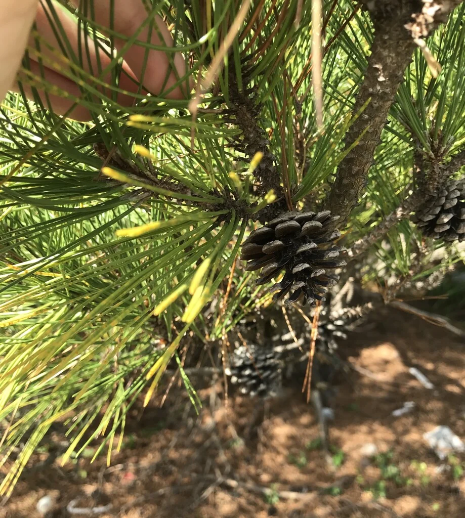 Pinus Thunbergii