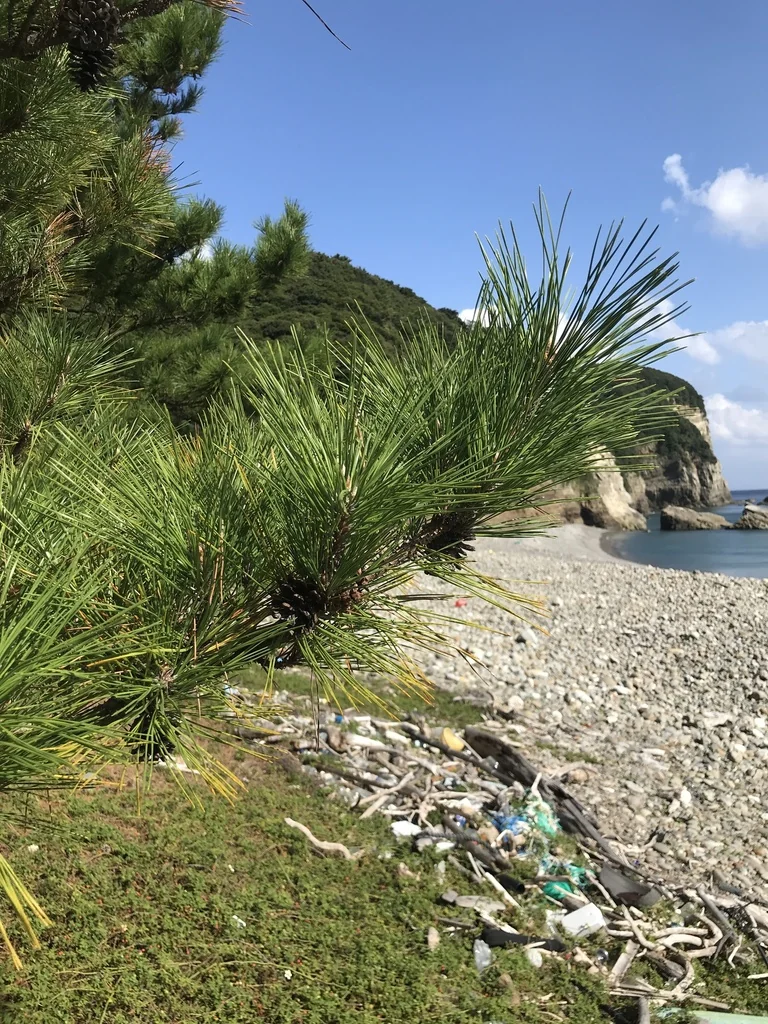 Pinus Thunbergii
