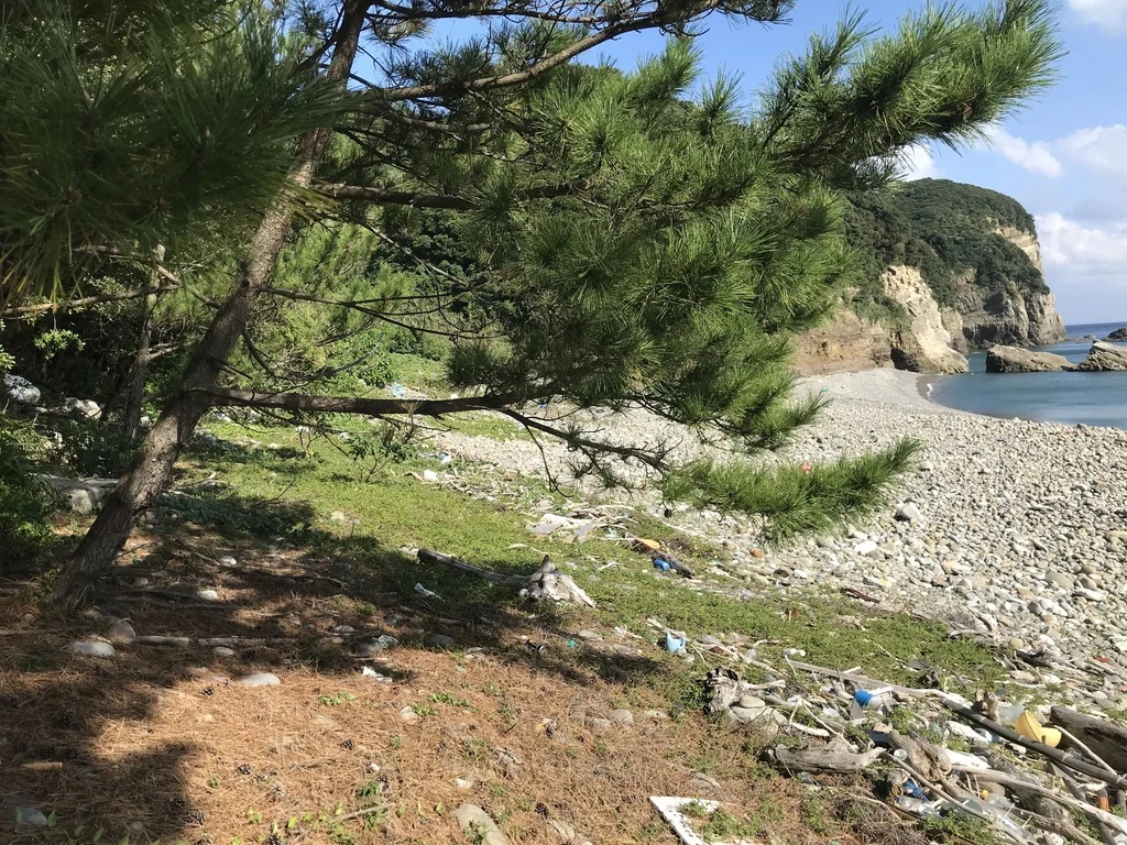 Pinus Thunbergii