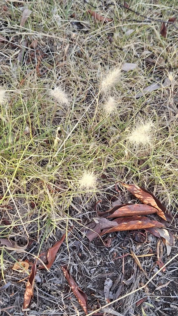 Pennisetum Villosum
