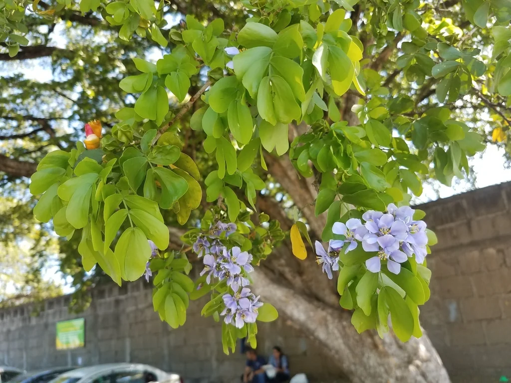 Guaiacum Sanctum