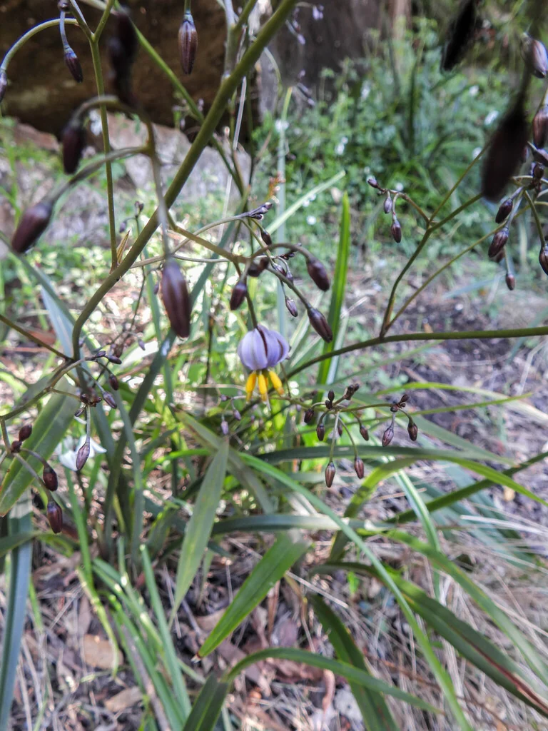 Dianella Tasmanica