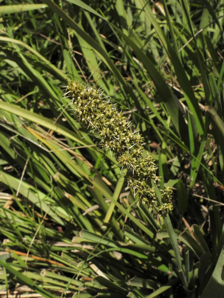 Lomandra Longifolia