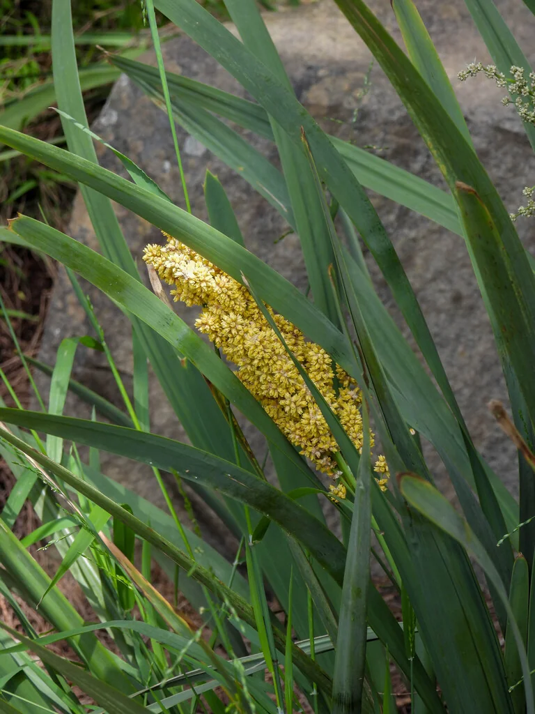 Lomandra Longifolia