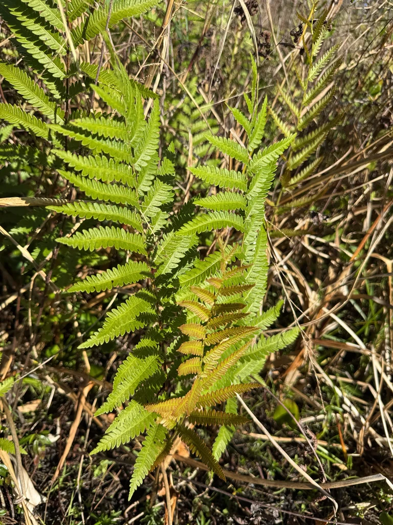 Woodwardia Virginica