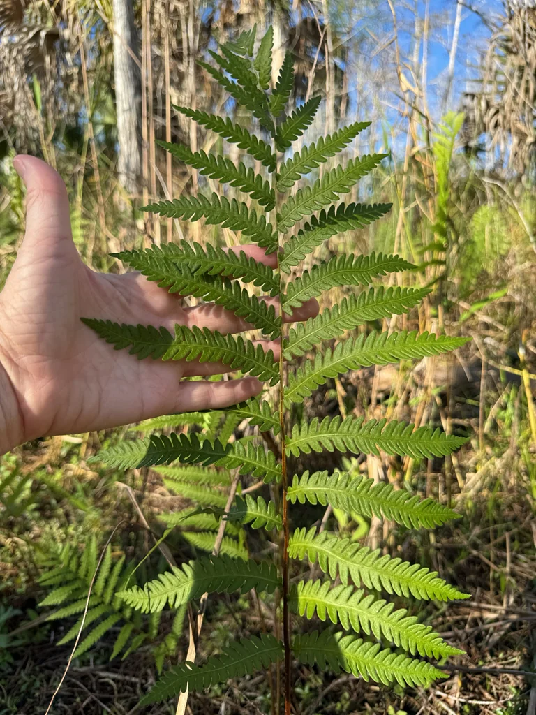Woodwardia Virginica