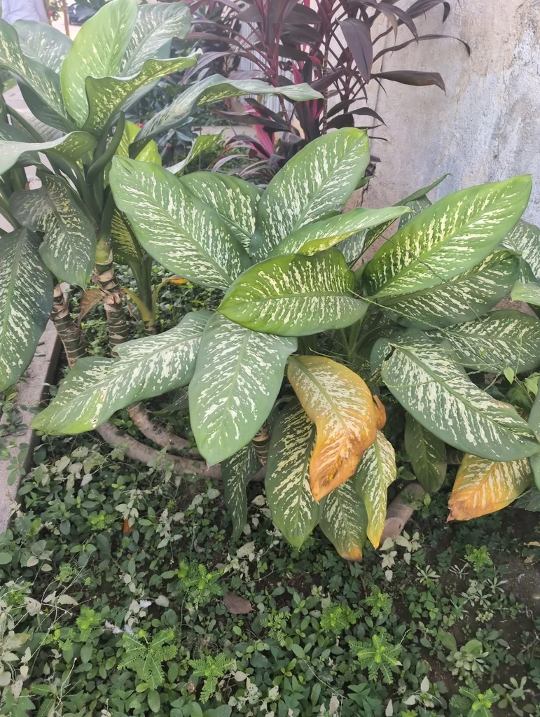 Dieffenbachia Maculata