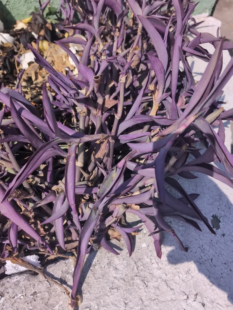 Tradescantia pallida
