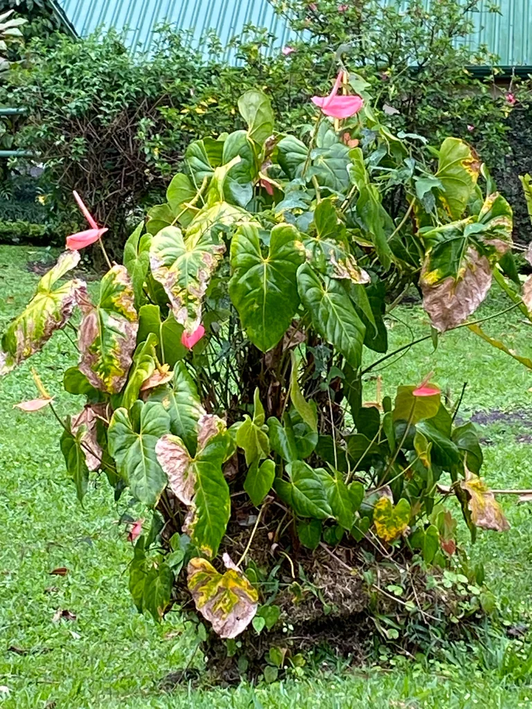 Anthurium Andraeanum