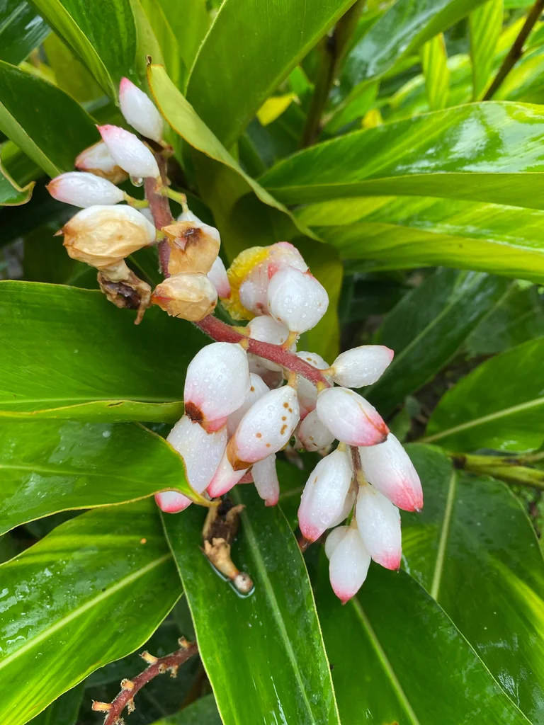 Alpinia Zerumbet
