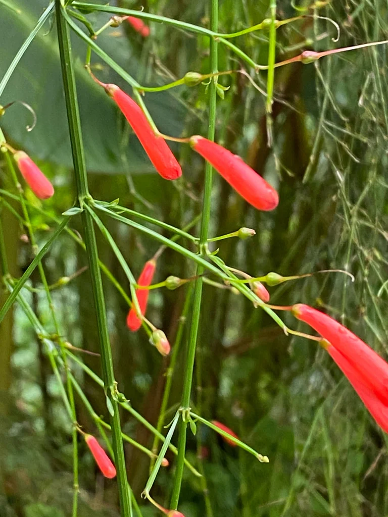 Russelia Equisetiformis
