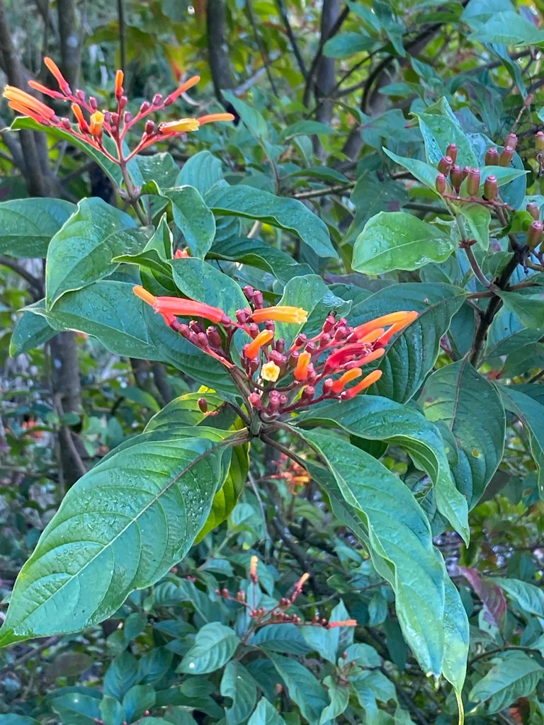 Hamelia patens