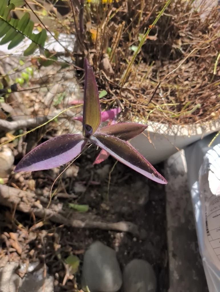 Tradescantia pallida