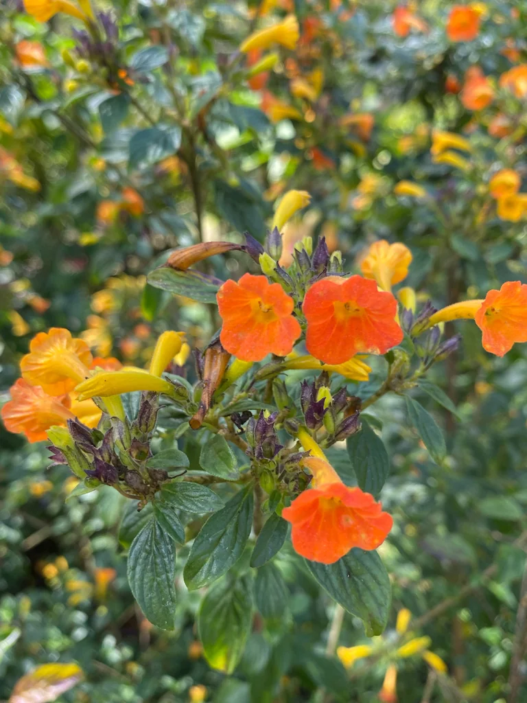Streptosolen Jamesonii