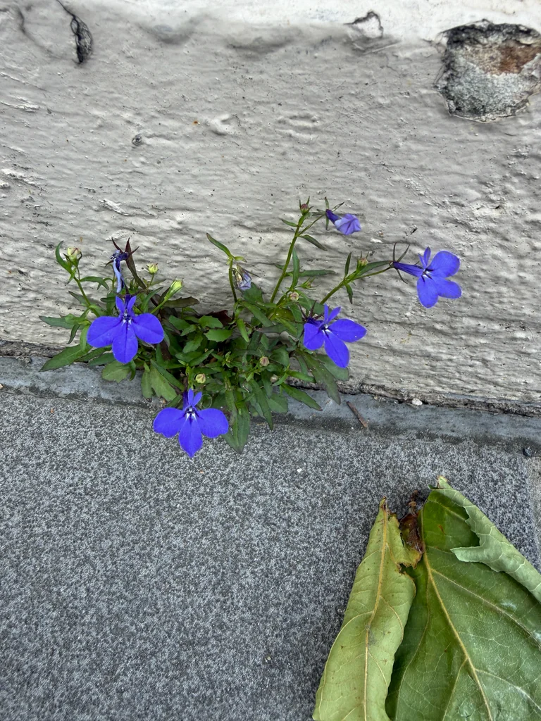 Lobelia erinus