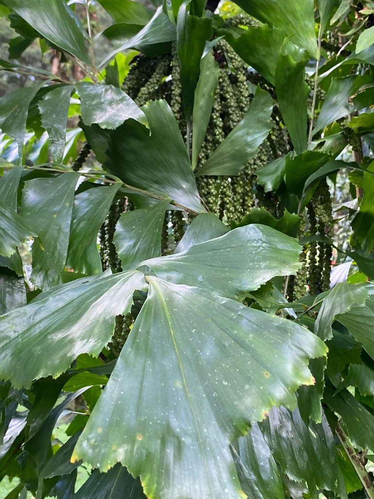 Caryota Mitis