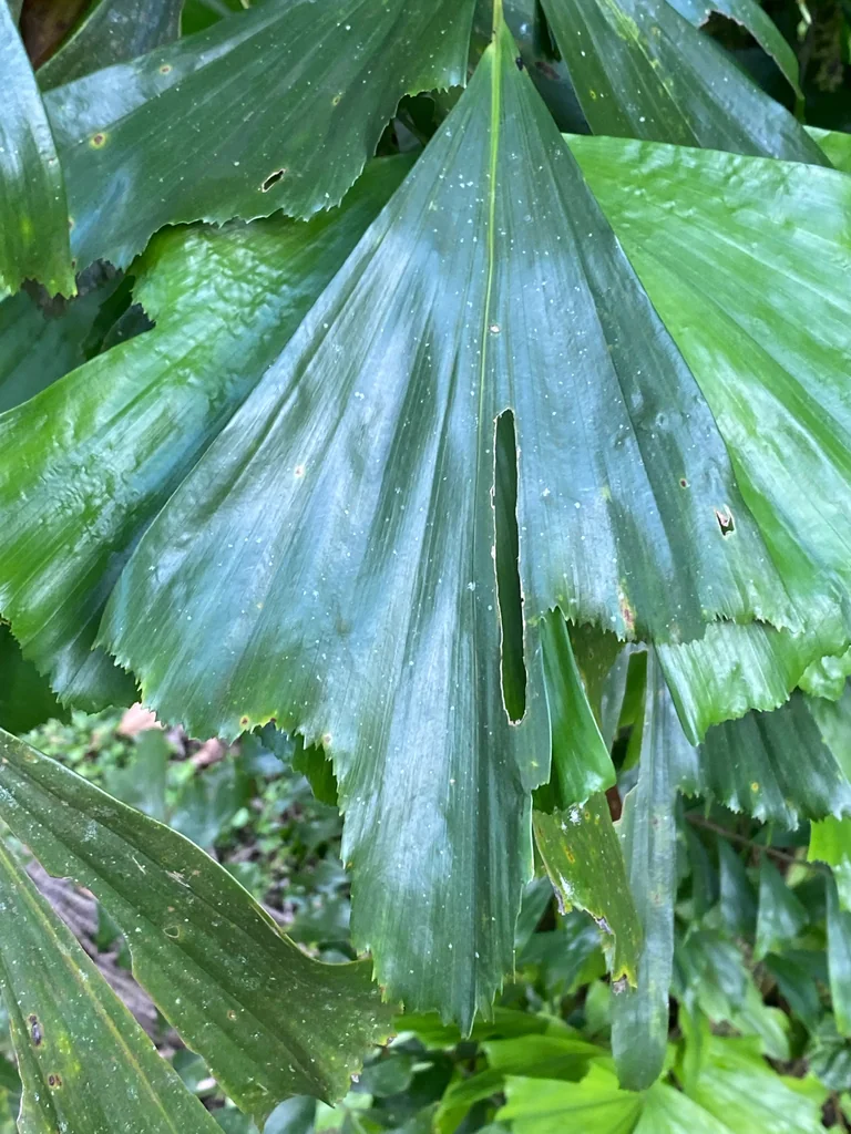 Caryota Mitis