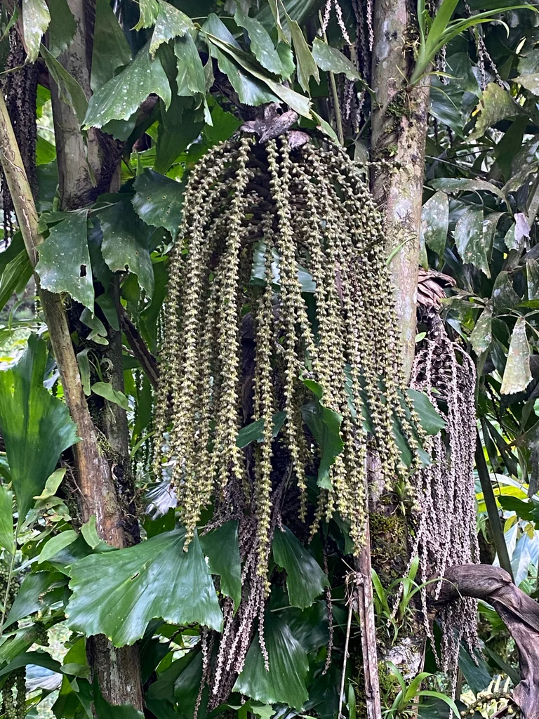 Caryota Mitis