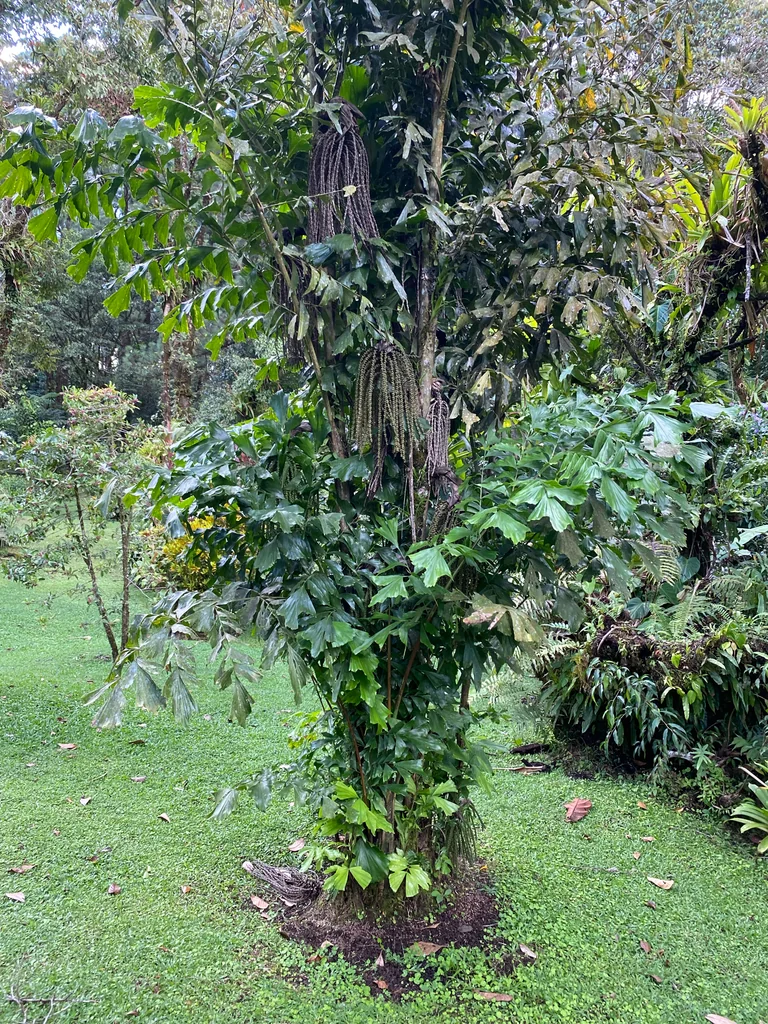 Caryota Mitis