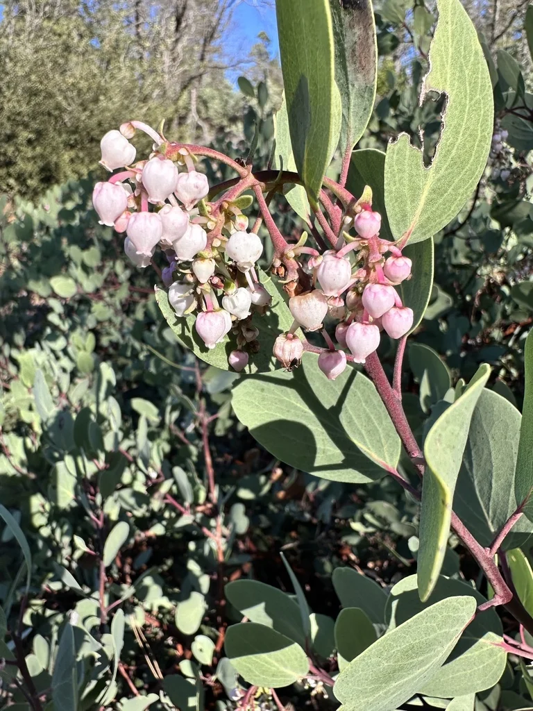 Arctostaphylos Viscida