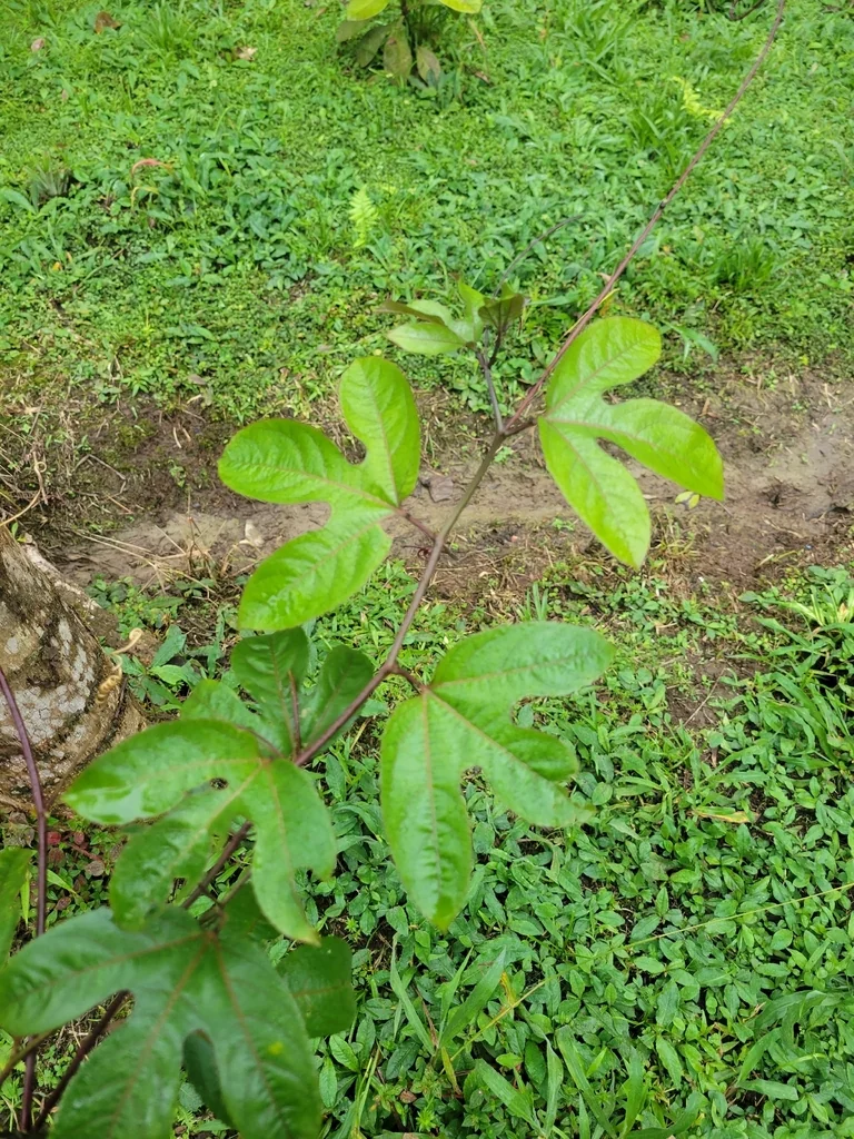 Passiflora Edulis
