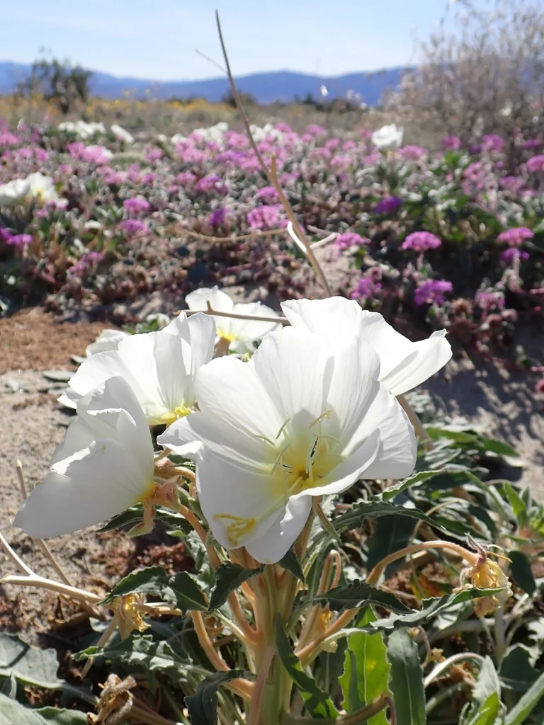 Oenothera Deltoides