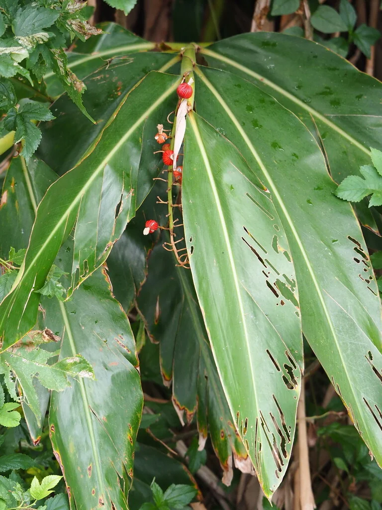Alpinia Zerumbet
