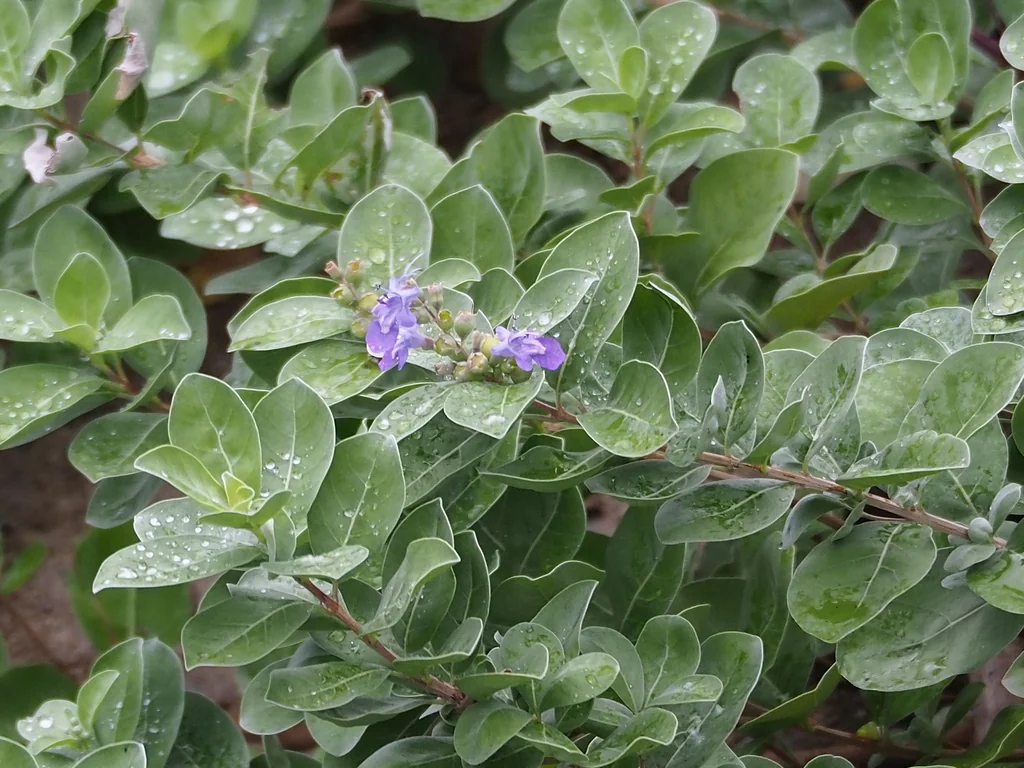 Vitex Rotundifolia